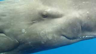 Eye to Eye with a Sperm Whale [upl. by December]