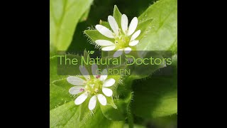 Chickweed Benefits and How to Use It [upl. by Ardnohsal790]