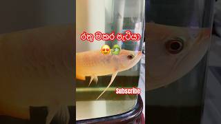 කොහොමද රතු මකර පැටියගෙ ලස්සන 😍🐉  Arowana  AQUATECHCEYLON  aquarium trending viralshorts [upl. by Paolo]