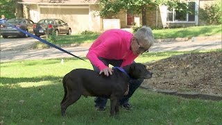 Katrina Dog Gets a Forever Home in Iowa [upl. by Myrwyn]