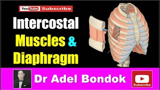 Intercostal Muscles and Diaphragm Dr Adel Bondok [upl. by Analaf]