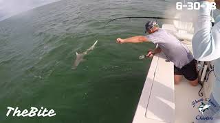 500lb Goliath Grouper Eats 5ft SharkTheBite [upl. by Cassaundra]