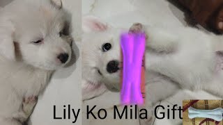 Lily the Pomeranian full msti video funny dog cute video pets animals video [upl. by Aihsram]