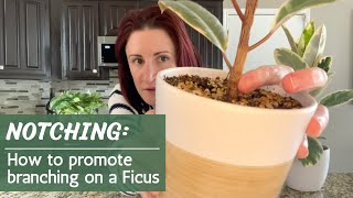 Notching A Ficus  How and when to promote branching on a rubber tree [upl. by Cheria]