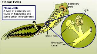 Excretion in Animals [upl. by Appledorf]