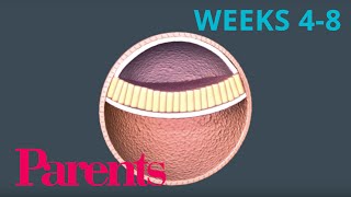 An Embryo Forms Weeks 4 to 8 of Pregnancy  Parents [upl. by Tarrsus]