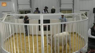 Show The Brand Club Calf Sale 2024 Hereford TX March 2024Mar02182244 [upl. by Leunas]