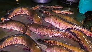 Red Snapper Fish Curry Making For 1000 People  500 YEARS OLD COOKING STYLE  KORRAMENU FISH RECIPE [upl. by Yromem58]