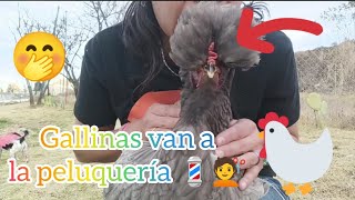 Corte de plumas a mis gallinas copetonas ya no ven Clarita y Morita 🤭 quedaron trespelecas [upl. by Rbma263]