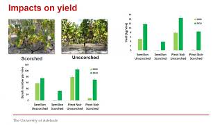 Bud dissection as a tool to evaluate the impacts of fire on grapevines and inform pruning decisions [upl. by Aisinut]