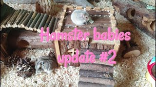 Hamster babies update 2 [upl. by Airamesor]