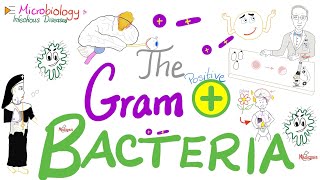 The GramPositive Bacteria 🦠  Microbiology and Infectious Diseases Series 🧫 [upl. by Woodring]