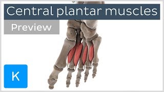 Functions of the central plantar muscles of the foot preview  Human Anatomy  Kenhub [upl. by Helsie729]