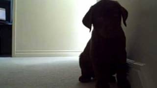 Chocolate Lab Puppy vs the Stairs [upl. by Anekahs]