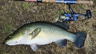 I caught a mixed bag fishing in the Ovens River [upl. by Nilkoorb]