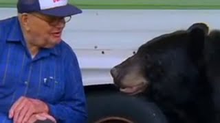 The Man Who Feeds Wild Black Bears  Bear Crime  BBC Studios [upl. by Ahsinik668]