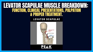 Levator Scapulae Muscle Breakdown A Major Contributor To Constant Knots Forming In Neck [upl. by Massey]