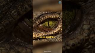 LOS OJOS DE LOS COCODRILOS TIENEN UN TERCER PÁRPADO 🐊😮 shorts [upl. by Ylek497]