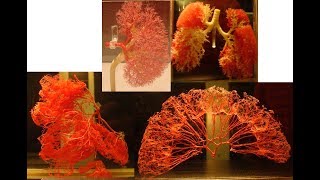 Direct  FAQ 9  Phases de la cure de naturo  Rayonnements amp ondes  Circulation [upl. by Ulrich]