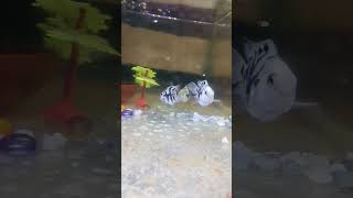 Polor parrot fishes shorts viralvideo [upl. by Ahsram587]