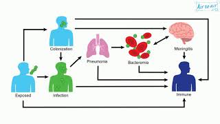 Streptococcus pneumoniae [upl. by Notselrahc]