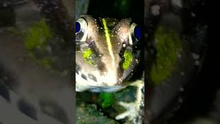 മാക്രികണ്ണ്😁😁Frog eyes 🐸🐸🐸animals frog wildlife nature [upl. by Mauretta]