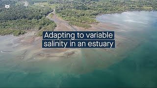 Surviving the salt examining how microbes adapt to salinity in a dynamic estuary [upl. by Haleeuqa]