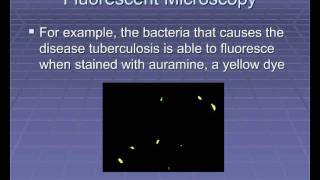 Microscopic Microbiology Part 2 [upl. by Jacquie]