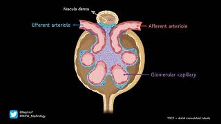 Renal autoregulation slideshow [upl. by Quackenbush]