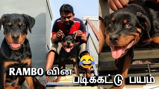 Step climbing training for Rambo  படிக்கட்டு பயம்  தமிழில் [upl. by Ataga]