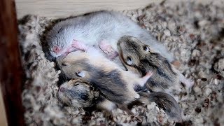 Mother Hamster Suckling her Babies [upl. by Rubenstein346]