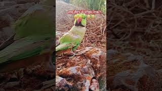 funny comedy pleash talkingparrot [upl. by Mogerly]