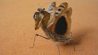 Majestic Giant Dead Leaf Mantis flying and warning Deroplatys dessicata Inferion7 [upl. by Leak]