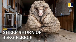 Sheep shorn of 35kg fleece after being rescued in Australia [upl. by Attevad378]