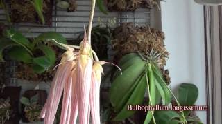 Bulbophyllum longissimum [upl. by Eiser]