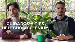 Cuidados Helecho Asplenium🍃 ¡Resistente y Fácil de Cuidar [upl. by Attenauq]