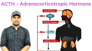 ACTH  Adrenocorticotropic Hormone overview [upl. by Novelc]