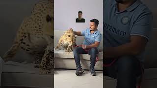 Beautiful Cheetah in The House Nouman Hassan lion tiger tigerportrait youtubeshorts subscribe [upl. by Yannodrahc462]