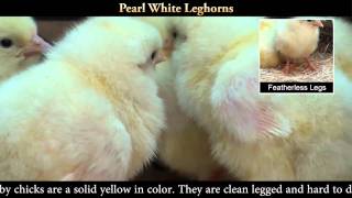 Pearl White Leghorn Chicks [upl. by Acinorav129]