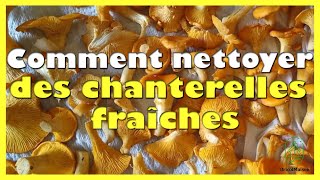 Comment nettoyer des chanterelles fraîches [upl. by Polk]