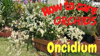 How to care for Oncidium orchids  Orchid care for beginners [upl. by Tuneberg]