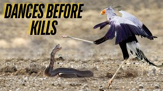 Secretary bird  Fear of King Cobra and Black Mambas [upl. by Asinla]