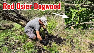 Planting Red Osier Dogwood for Deer Habitat and Browse [upl. by Hayes]