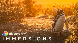 Patagonian Penguins Slow TV  discovery Immersions [upl. by Etnoed]