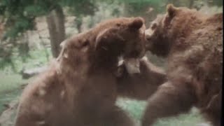 Grizzly bear fight rare footage 1970s [upl. by Atrahc]