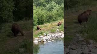 Katmai national park 🏞 bears 🐻 roaming freely on the land [upl. by Hymen]