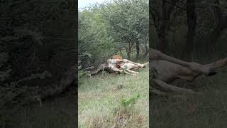 Moremi Game Reserve [upl. by Errol]