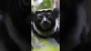 The Mysterious Indri Lemur  A Journey into Madagascars Jungles [upl. by Inal]