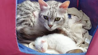 NEWBORN Kittens is crying in front of Cat Mom Seeking For Help [upl. by Loferski]