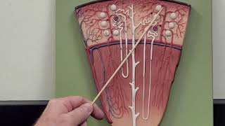 Professor Long 2402 Lab Nephron and Renal Corpuscle [upl. by Tammany]